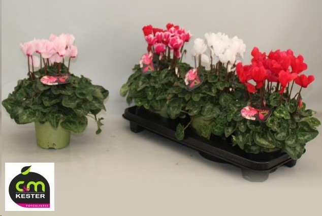 P. Cyclamen Gr Sup XL 13/30cm "CC3"