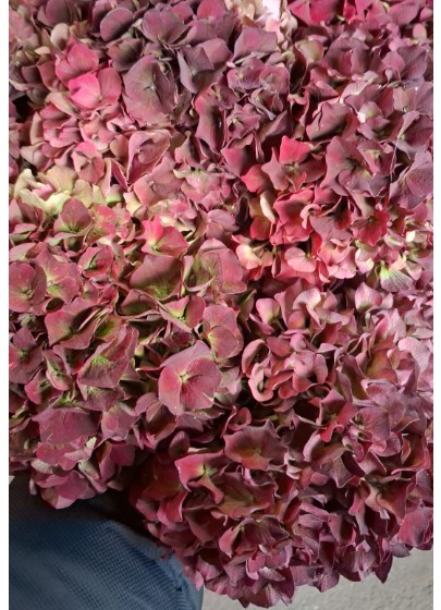 Hortensia Hol. Pink Ruby Classic 60cm 18/20