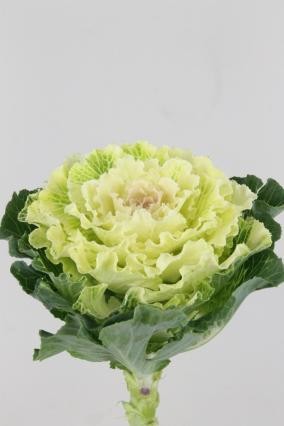 Brassica Hol. White Lady 60cm