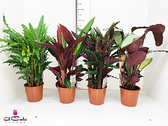 P. Calathea Mixta 17/65cm x6