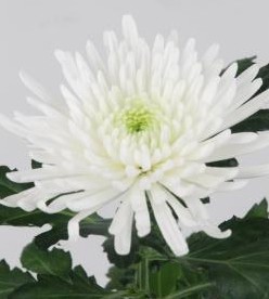 Uniflor Hol. Topspin Blanca 80gr