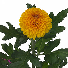 Uniflor Hol. Paladov 70gr
