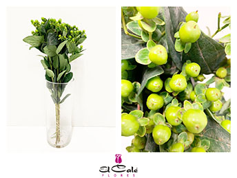Hypericum Ecu. Jungle Romance 50cm "T25" Vd.
