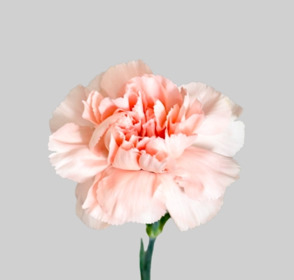 Clavel Col. Fancy Novia Sal.
