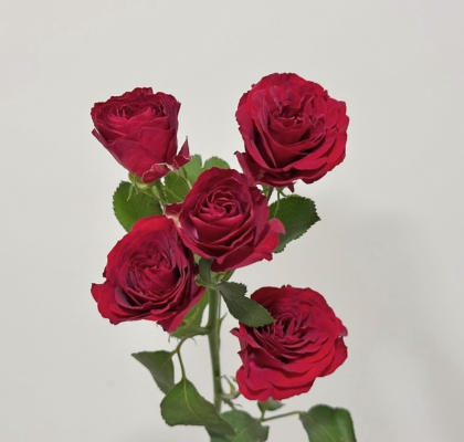 Ramificada Red Trendsetter 60cm