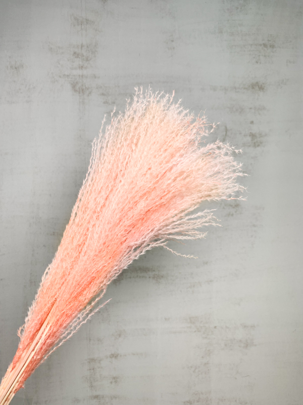 Miscanthus Seco Rosa Claro 75cm (10 Tallos)