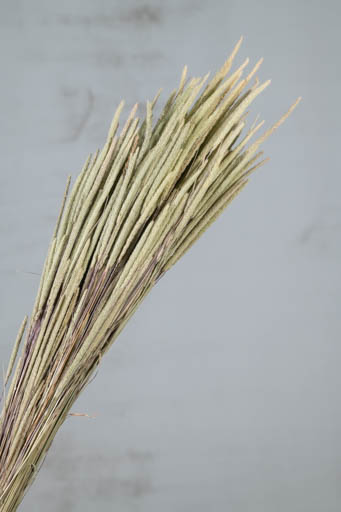 Phleum Pratensis Seco Natural 100g 55cm