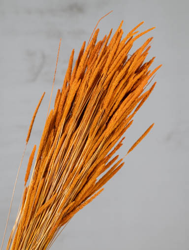 Phleum Pratensis Seco Naranja 100g 55cm