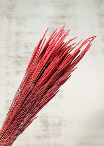 Phleum Pratensis Seco Rosa 100g 55cm