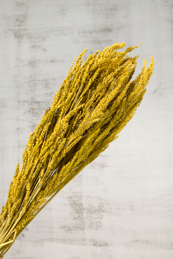 Wild Grass Seco Amarillo 75g 60cm