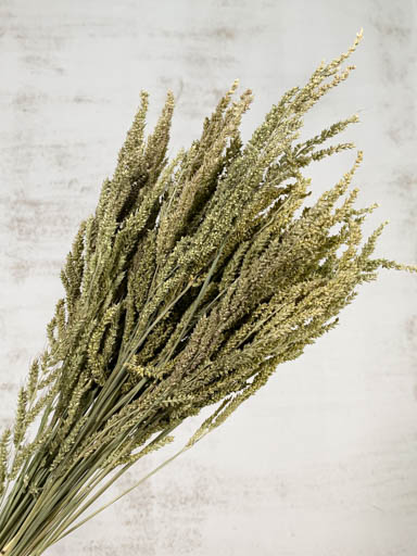 Wild Grass Seco Verde 75g 60cm