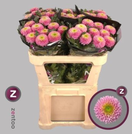 Uniflor Hol. Souvenir 80gr Rs.