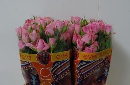 Ramificada Elieen 50cm