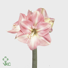 Amaryllis Darling Rosa "CC12"