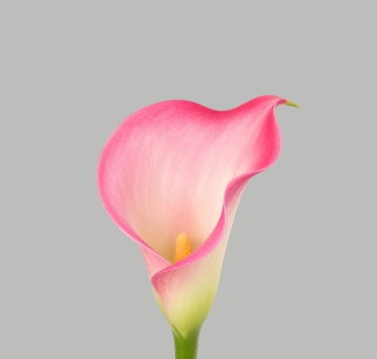 Calla Candy Dream 55cm Rs