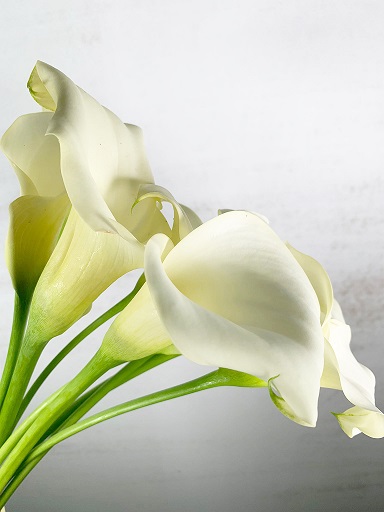 Calla Hol. Ice Art 40cm
