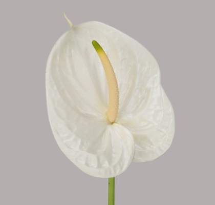 Anthurium Hol. Aspire Bl. 13  "CC12"