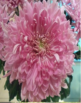Uniflor Hol. Deco Holiday 110gr Ros.