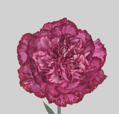 Clavel Col. Select Bacarat Purple