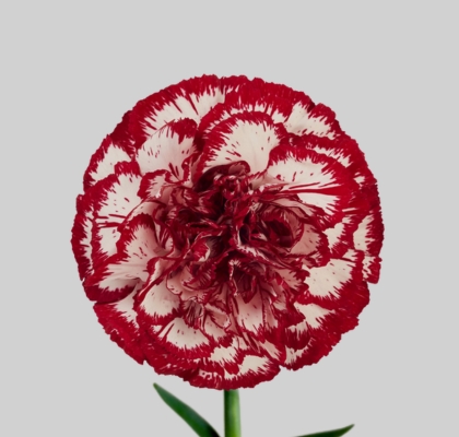 Clavel Col. Fancy Bacarat