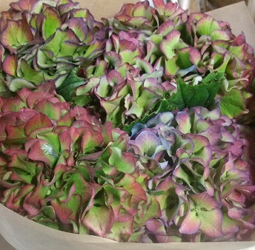 Hortensia Hol. Alps Paars Classic 50cm 15/18