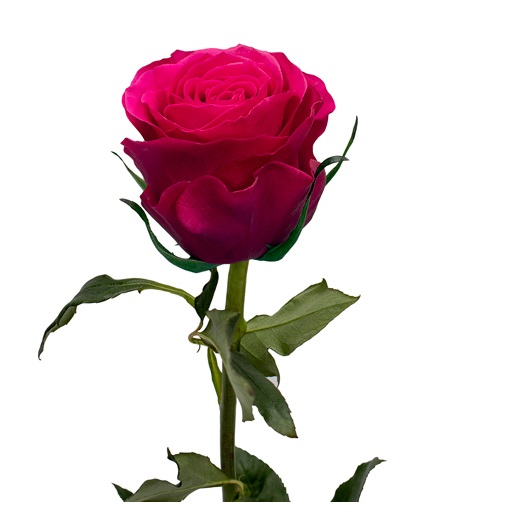 Rosa Ecu. Hotspot 60cm