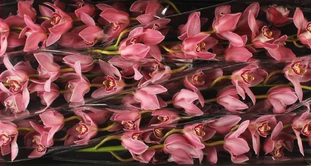 Cymbidium Pin Up 80cm Mor.