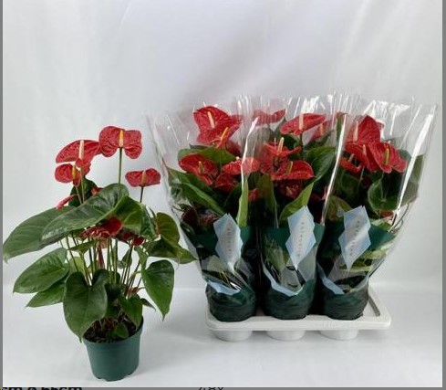 P. Anthurium An Madural 17/65cm x6 6-Flor. -Amazoneplants-