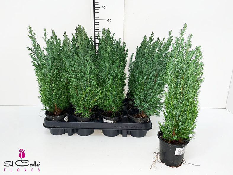 P. Cham. L Ellwoodii 9/30cm "CC18"