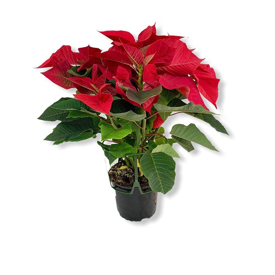 P. Poinsetia Nac. Premium 15/45cm "CC7"