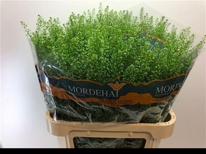 Lepidium Thlaspy Green Bell 80cm 35gr "T25"