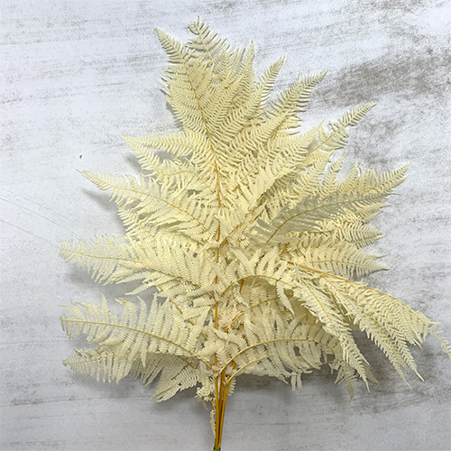 Helecho Preservado Blanco 70cm