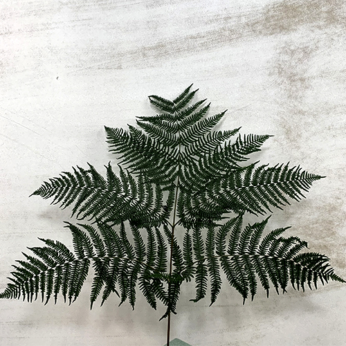 Helecho Preservado Verde 70cm
