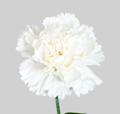 Clavel Nac. 55cm Blanco