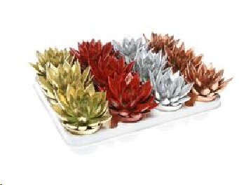 P. Echeveria Miranda Mix Navidad "Caja" 8.5/10cm x(Precio x12 un