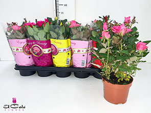 P. Rosal Star R Variado 12/30cm "CC10"