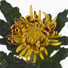 Uniflor Hol. Fuego 85gr Ocre