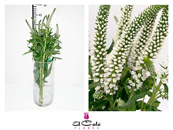 Veronica Smart Caya 50cm "T25" Bl.