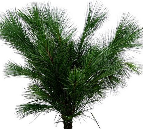 Pinus Strobus paq. 50cm x10 tallos