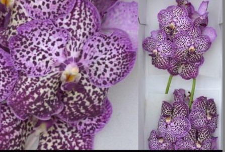 Vanda Royal Purple x16