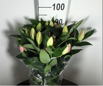 Oriental Hol. Rj. Pico 85cm 4/5 flores