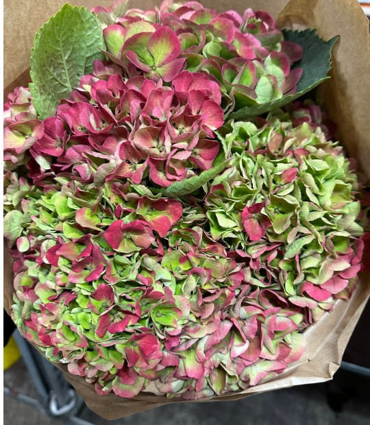 Hortensia Hol. Magic Opal Cl. 60cm 15/18