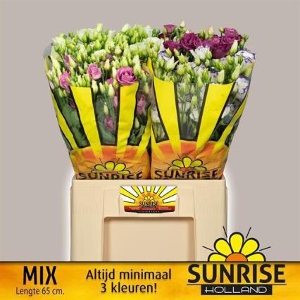 Lisiantus Hol. Mixto 65cm 55gr "T10"