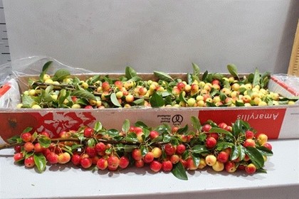 Malus Manzanitas Red Sentinel 70cm "CC8"