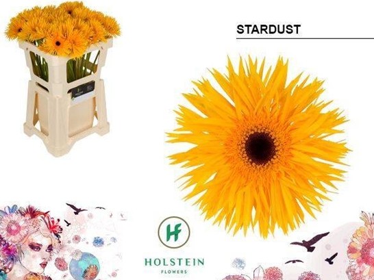 Gerbera Hol. Gerspider Stardust