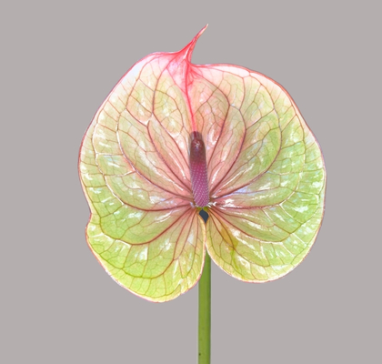 Anthurium Nac. Tequila x12 Bicolor