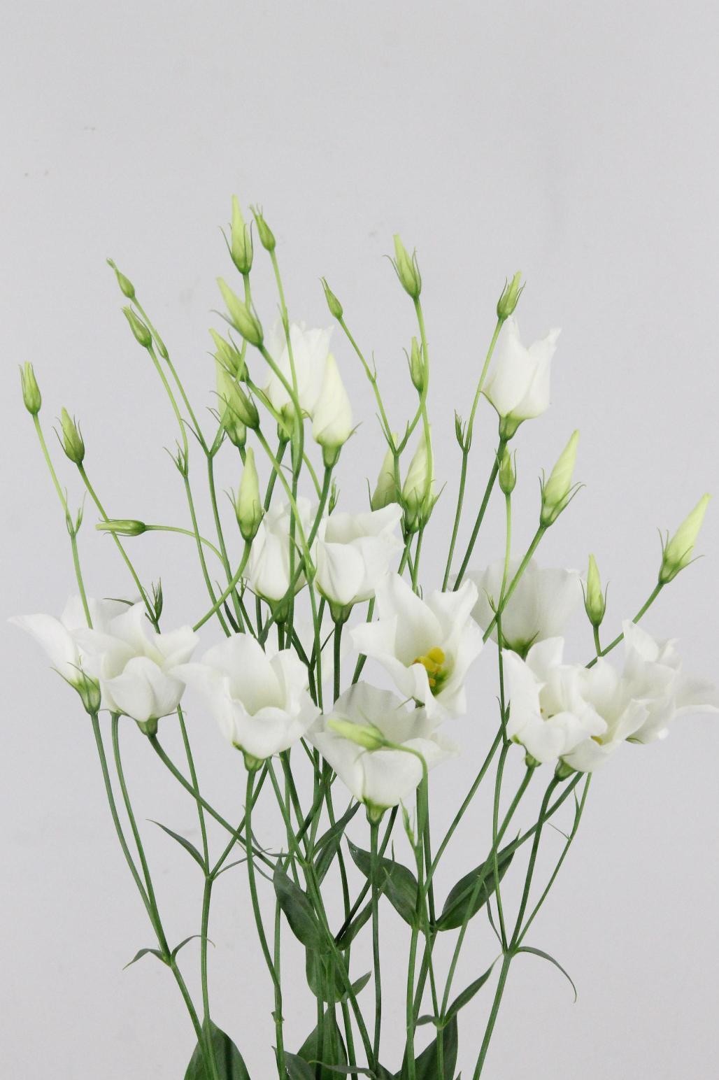 Lisiantus Hol. Botanic White 75cm 55gr x10