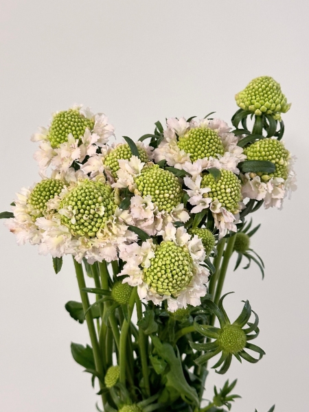 Scabiosa Nac. Rosa Bebe 65cm x10