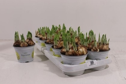 P. Narciso O Tete A Tete 12/15cm "CC10"