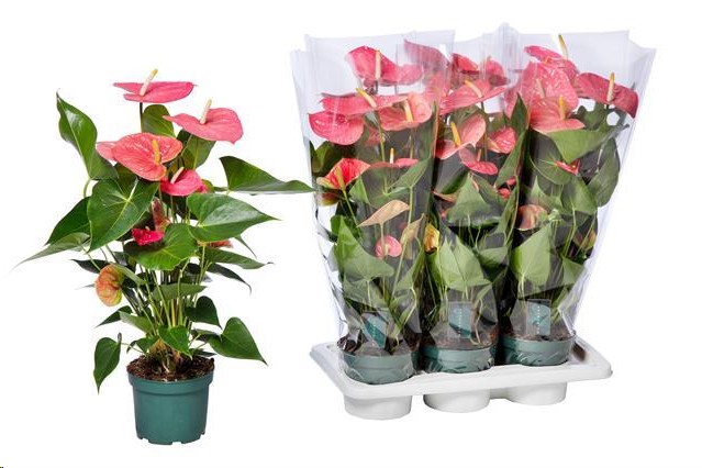 P. Anthurium An Colorado 17/70cm x6 +6flores -Amazoneplant-
